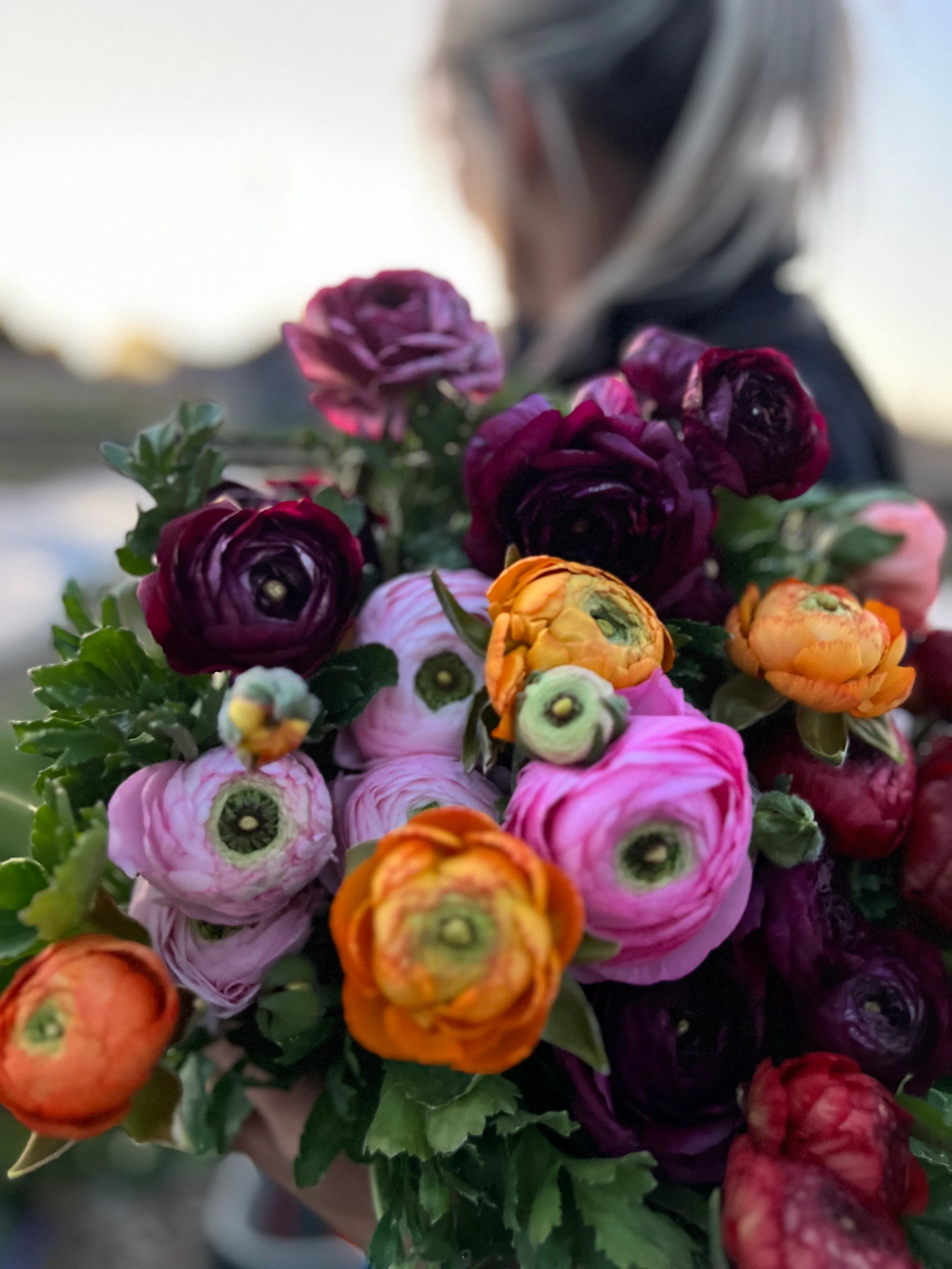 Double Italian Ranunculus Corms