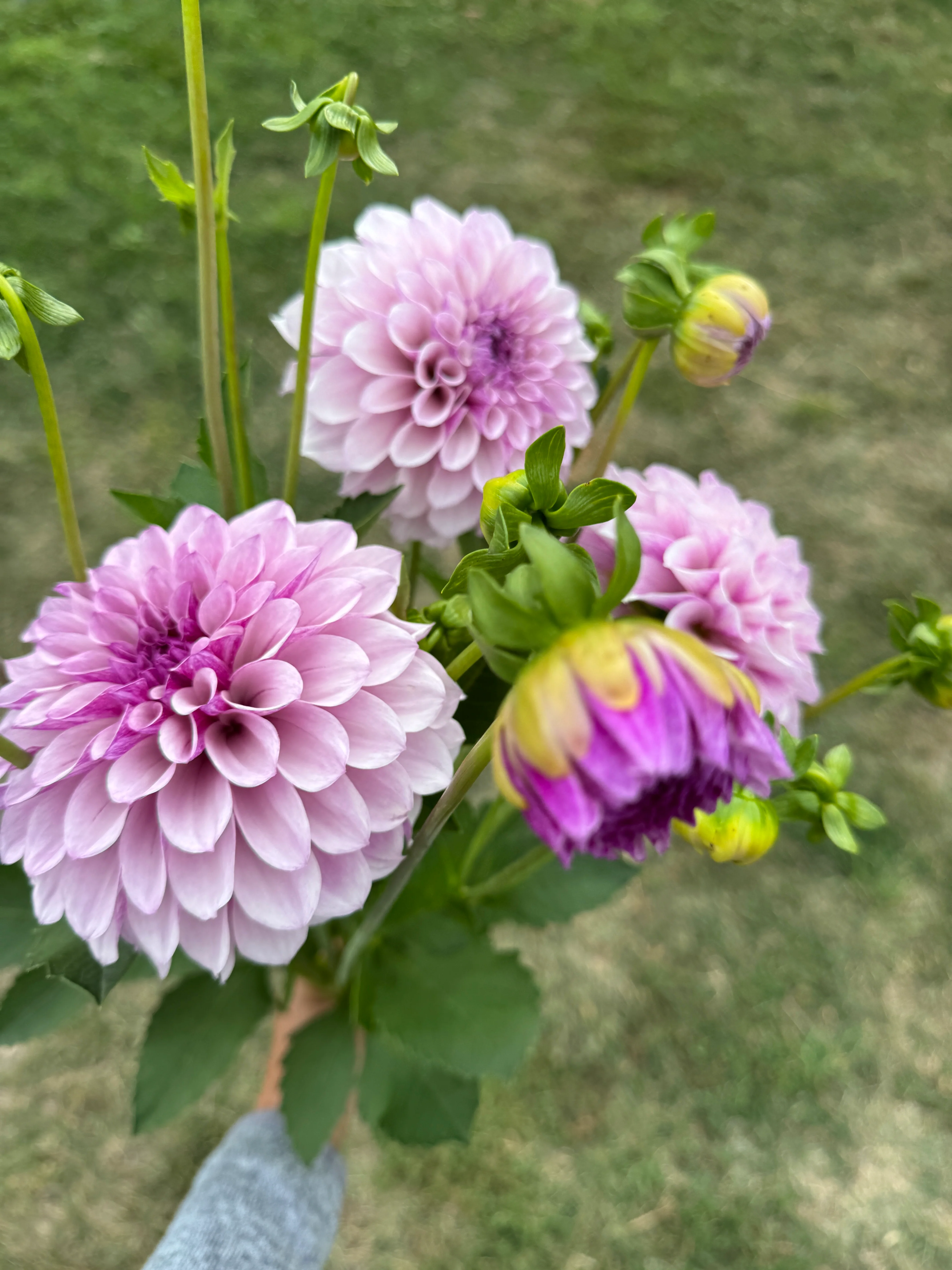Dahlia Tuber - Jeff Bloom - Image 2