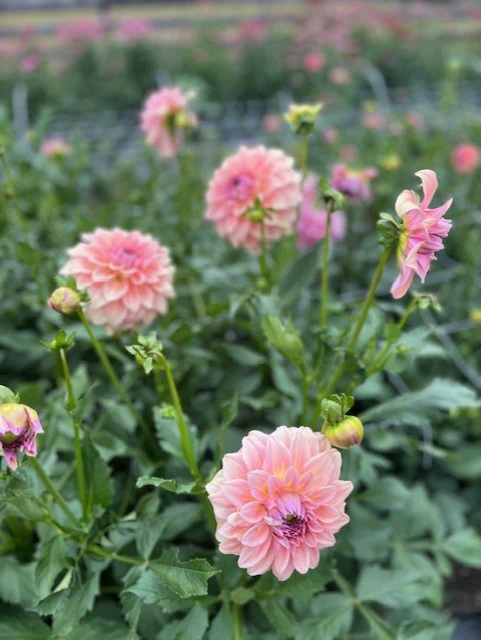 Dahlia Tuber - West Coast - Image 3