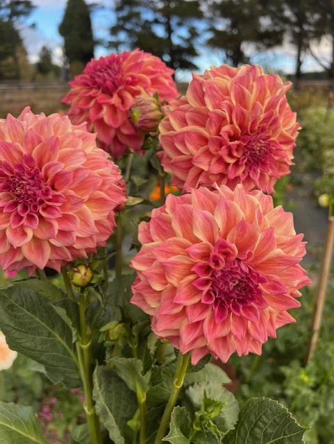 Dahlia Tuber - Winkie Rhubarb - Image 3