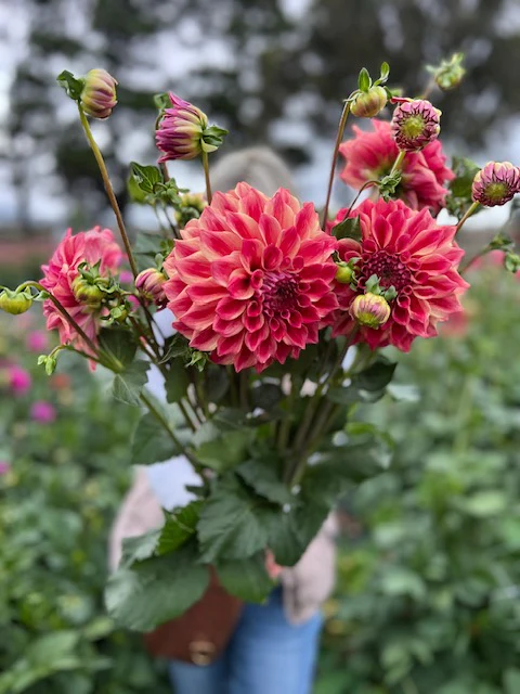 Dahlia Tuber - Winkie Rhubarb - Image 4