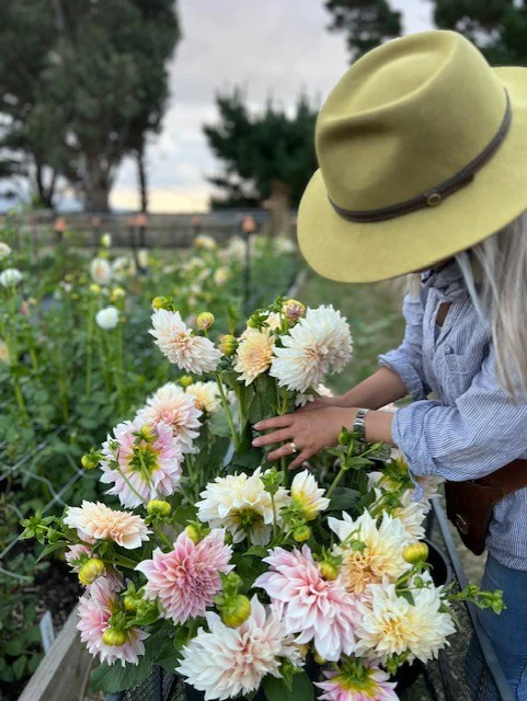 Dahlia Tuber - Café Au Lait - Image 3