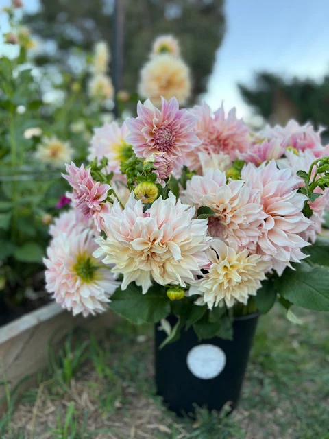 Dahlia Tuber - Café Au Lait - Image 4