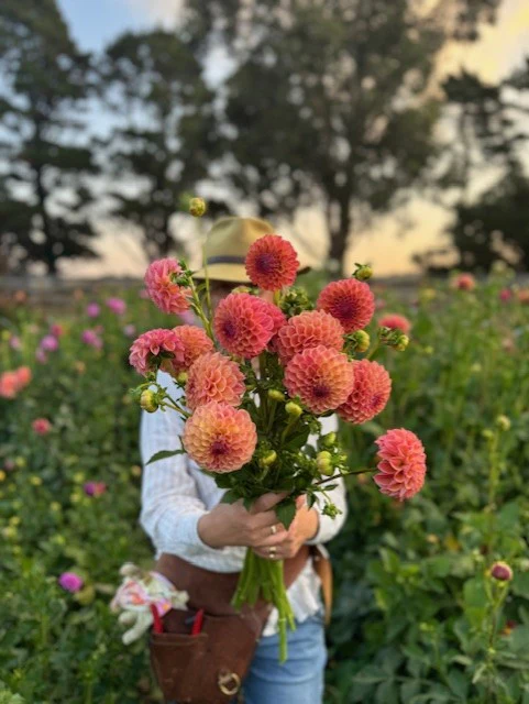 Dahlia Tuber - Autumn Times - Image 3